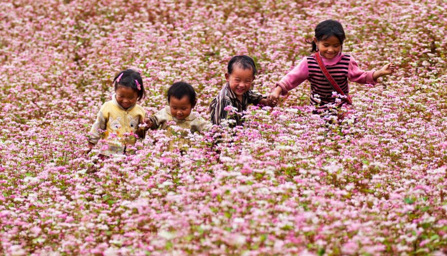hatvacation-dot-com-Ha-Gaing-travel-kid-on-Buckwheat-flower-field