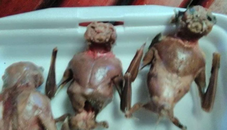 hatvacation-tour-bat-meat.jpg